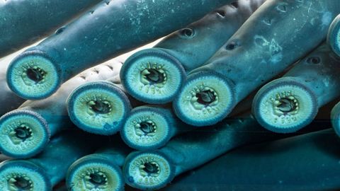 Pacific lamprey: The jawless fish that survived 4 mass extinctions and