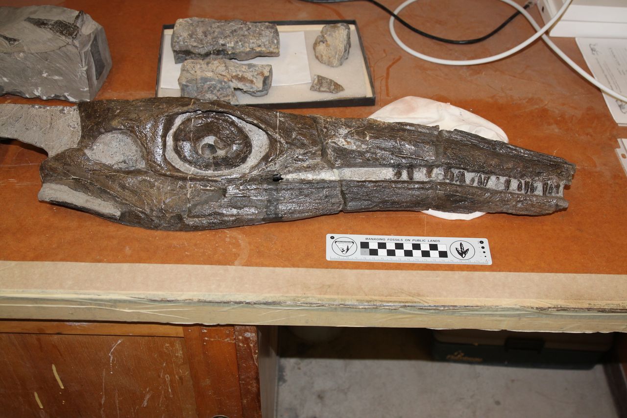 The ichthyosaur Cymbospondylus duelferi has 1-inch-long teeth.
