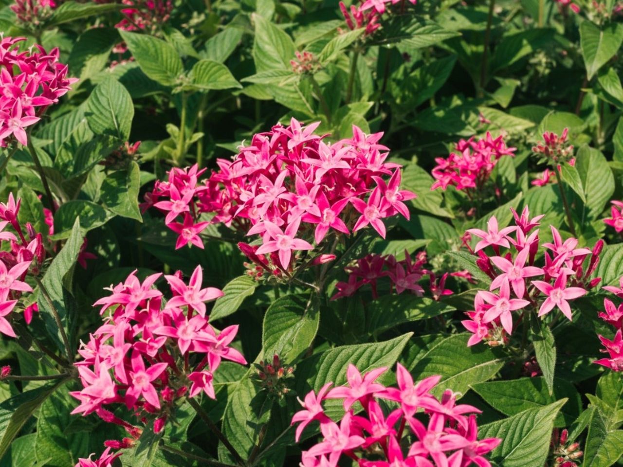 Pink pentas flowers blooming on a plant