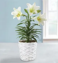 Easter flowers: deals from $34 @ 1-800-Flowers