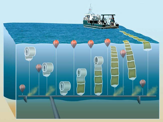 NASA Uses Algae to Turn Sewage Into Fuel