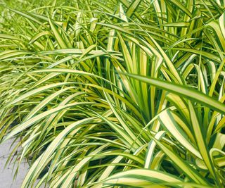 Japanese sedge ground cover spreading in border