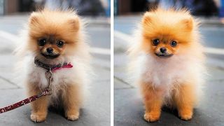 Two 'before and after' images of a dog