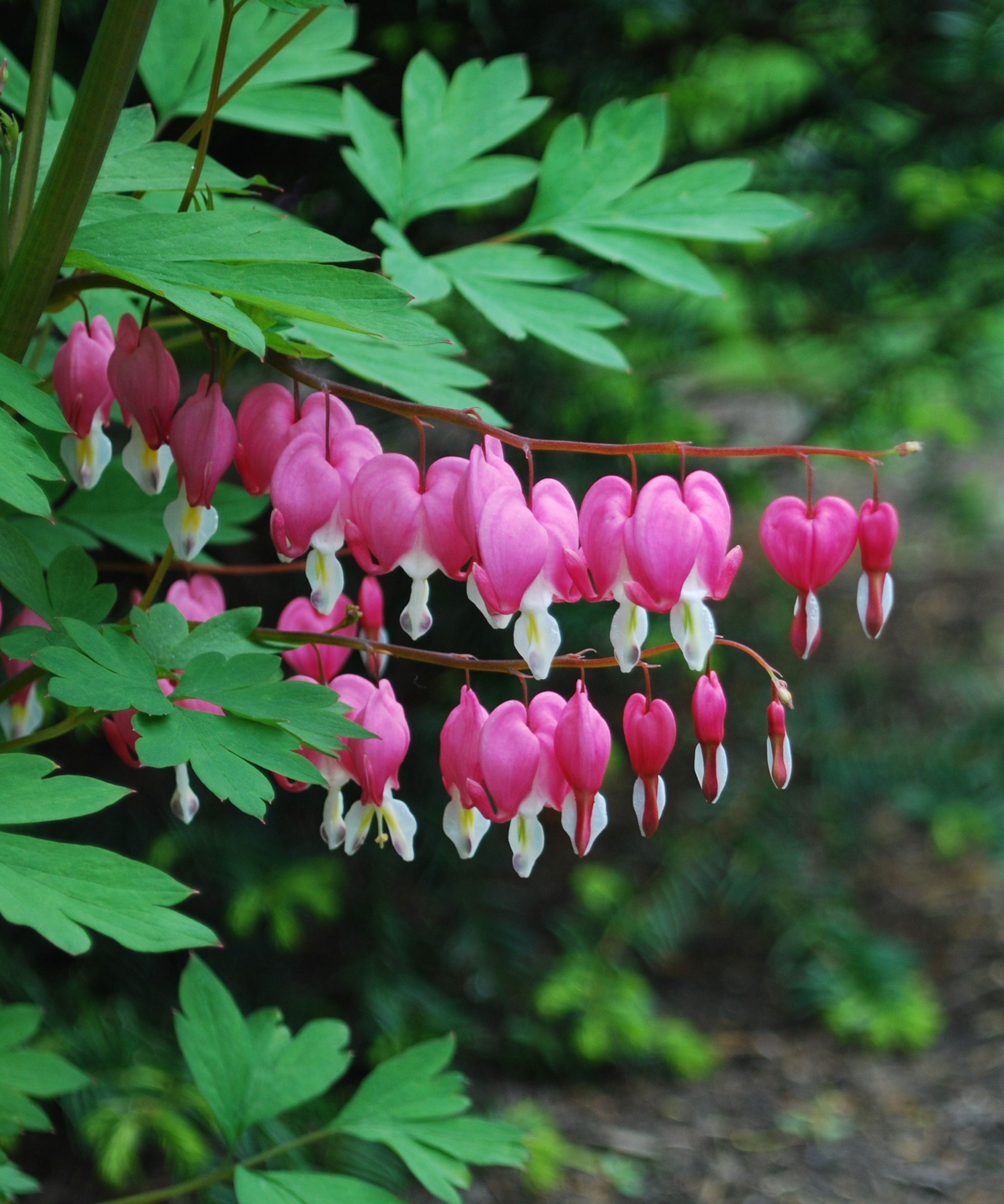 bleeding hearts in shady corner of garden