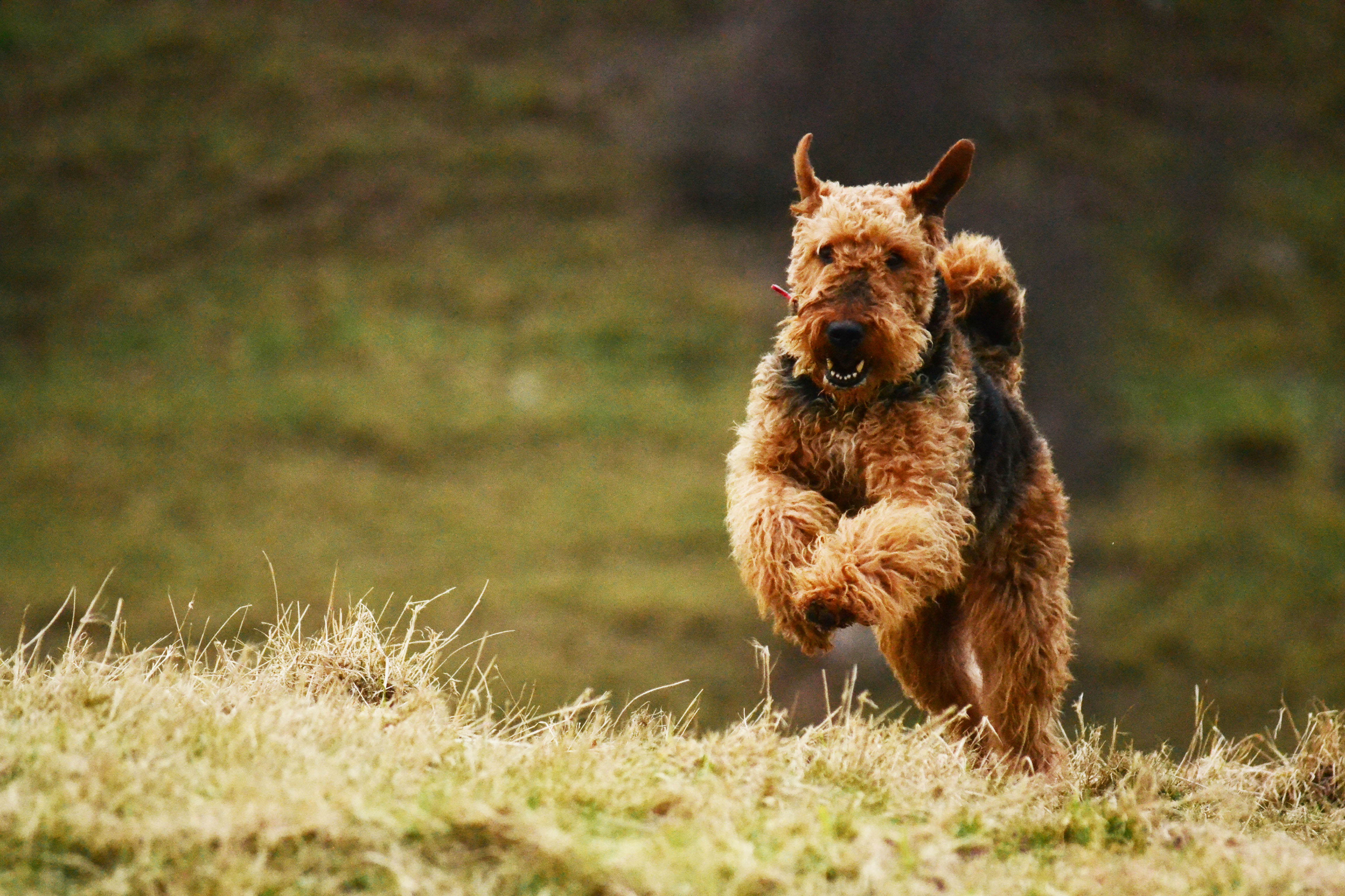 An Airedale terrier runs energetically across a grassy hillside, ears pricked and coat tousled in the wind.