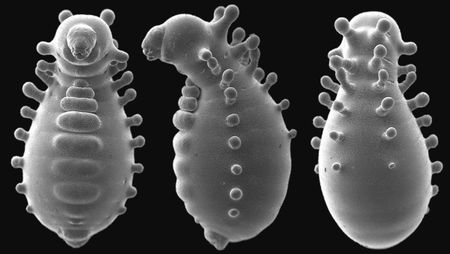 The larva of a Monomorium triviale queen ant looks like an alien doll