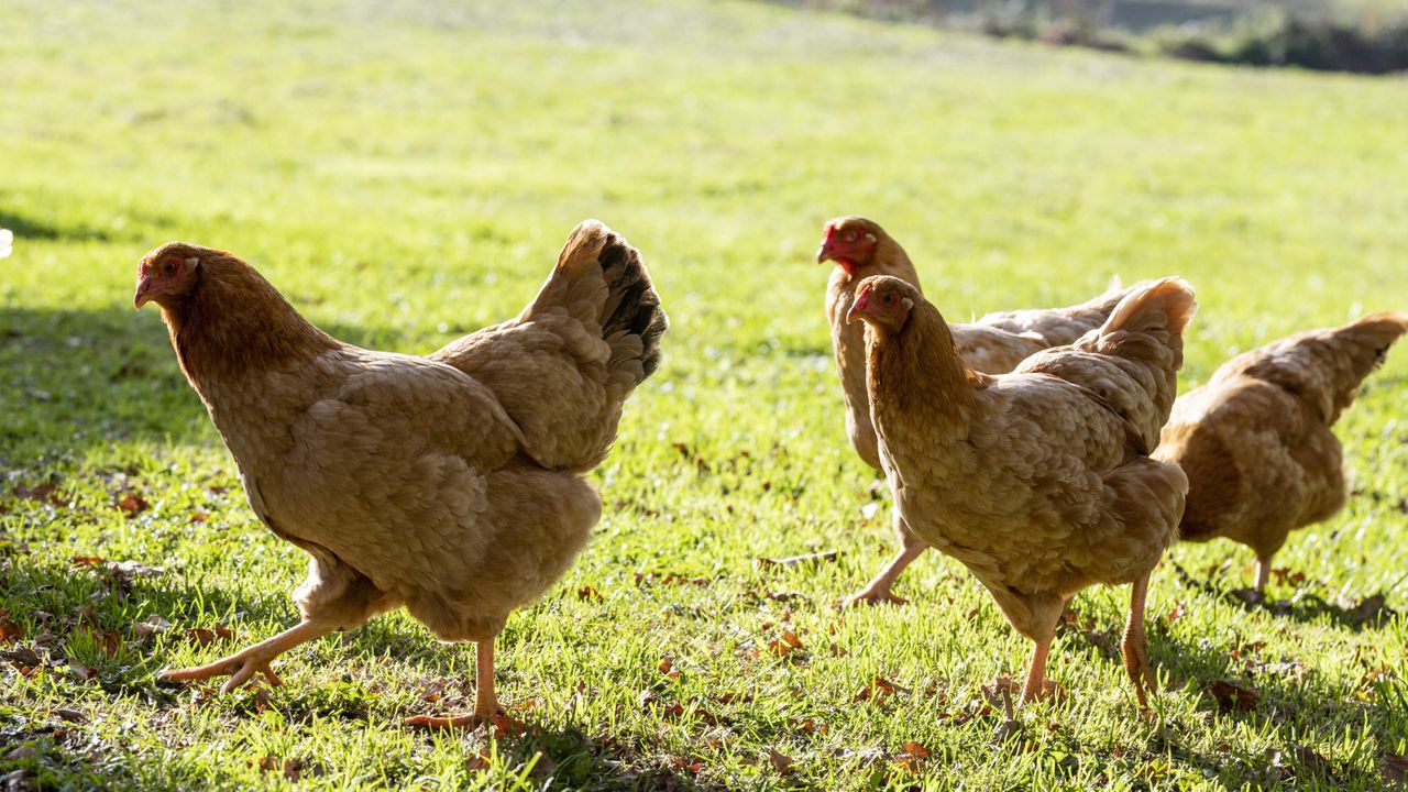 Beginner chicken coop tips, like Meghan and Harry's - JTif5yv3GuKr8EtWm78BTj 1280 80