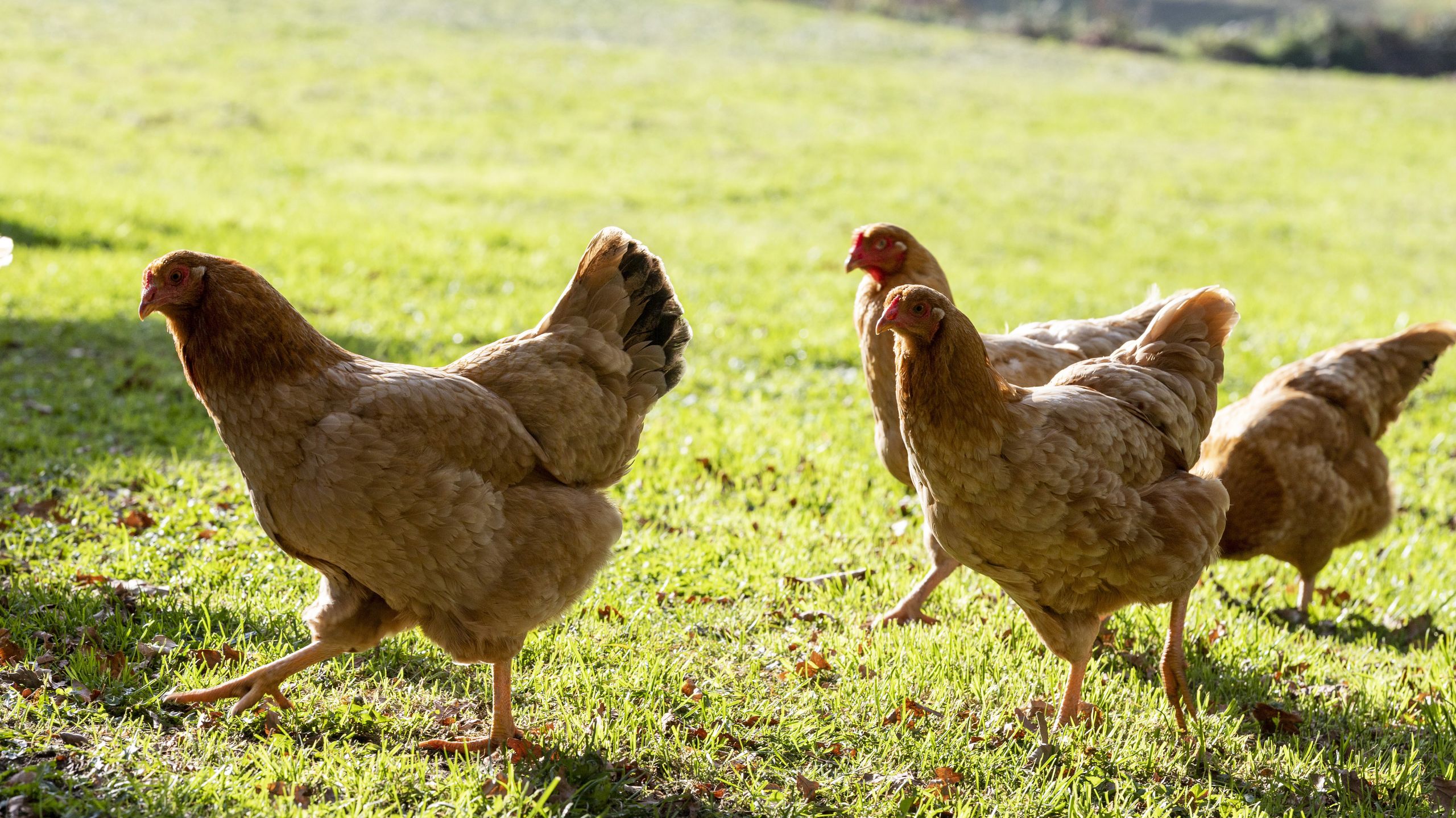 Beginner chicken coop tips, like Meghan and Harry’s | Homes and Gardens