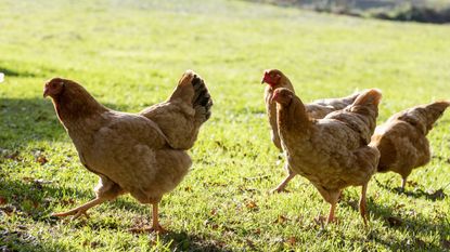 Chickens roaming in a garden, beginner chicken coop tips