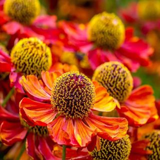 Outsidepride Helenium Autumnale