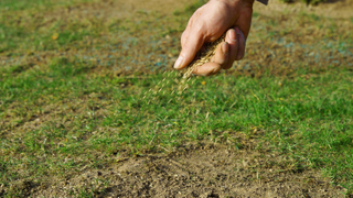Overseeding a lawn