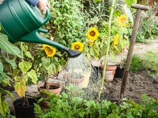 Watering can - use it to protect plants during a heatwave