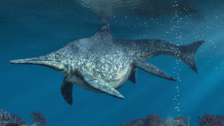 Shonisaurus sikanniensis was 65 feet long — three longer than the largest great white shark.