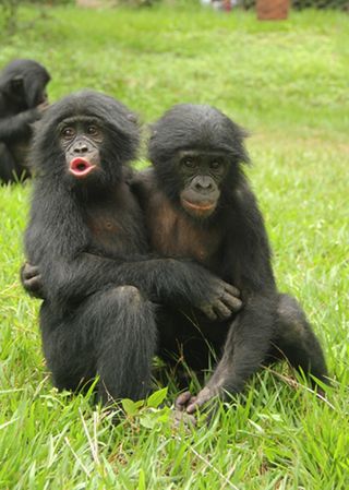 A young bonobo consoles another bonobo who just lost a fight.