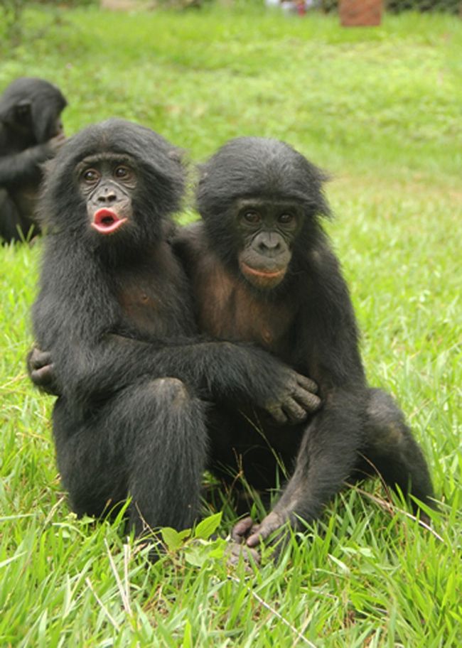 Facts About Apes | Live Science