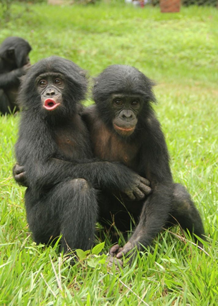 Bonobo consoles another bonobo.