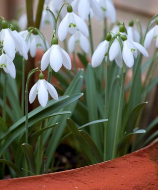 snowdrops growing in a terracotta pot