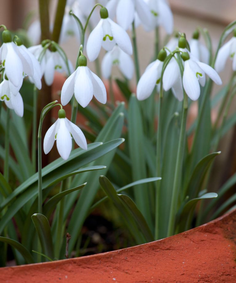 How to plant snowdrops | Homes & Gardens