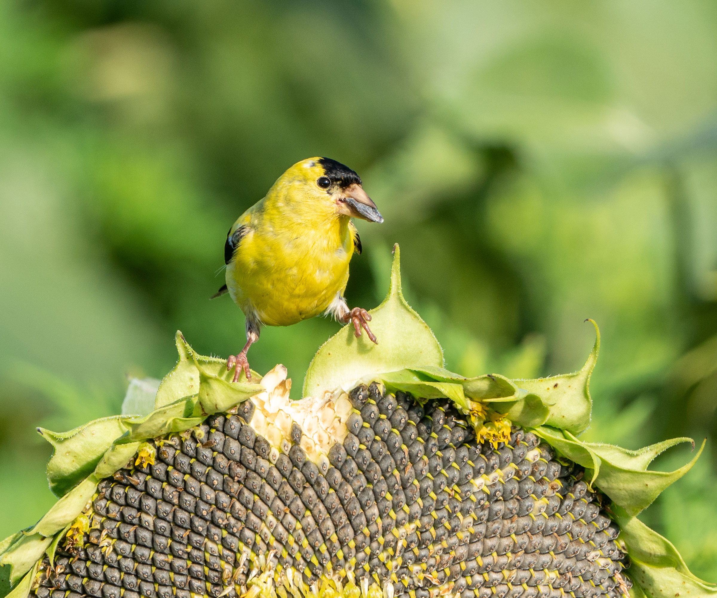 American goldfinch sitting on large sunflower head of seeds