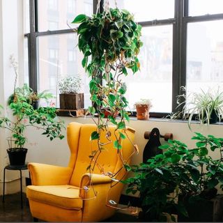 room with white wall window with yellow couch and plantss
