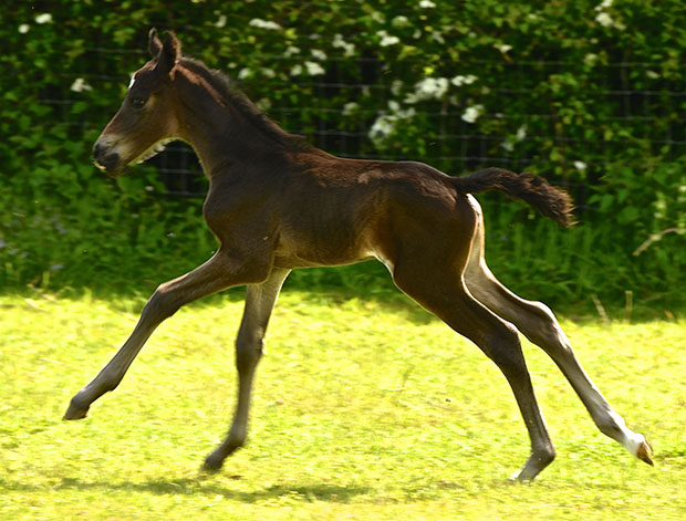 Geminis Classic Dancer_Horse and Hound_02_20_05_2019
