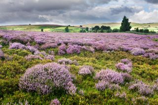 Heather in Bloom on Nought Moor near Pateley Bridge Nidderdale Yorkshire