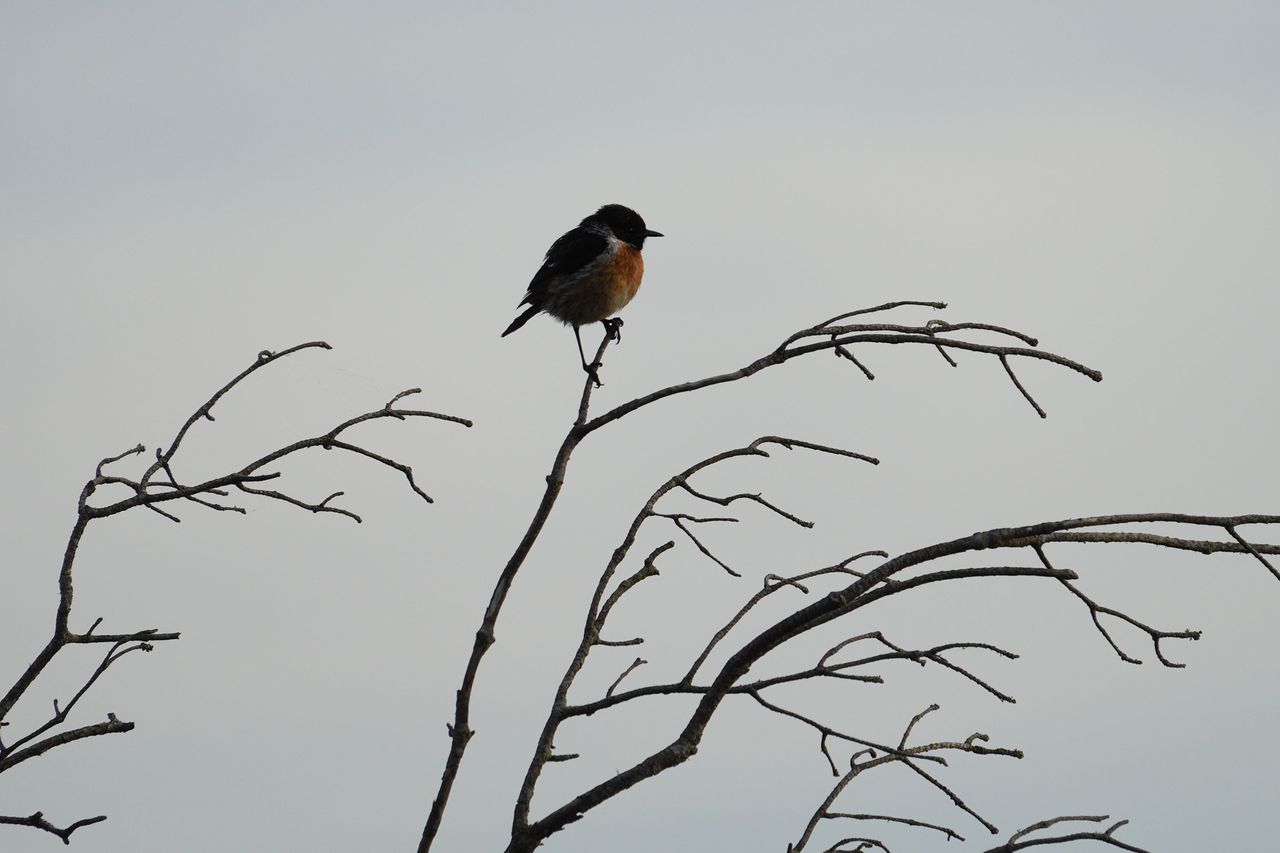 A stonechat perched on a branch in a nature reserve, photographed with a supertelephoto lens of a Sony camera