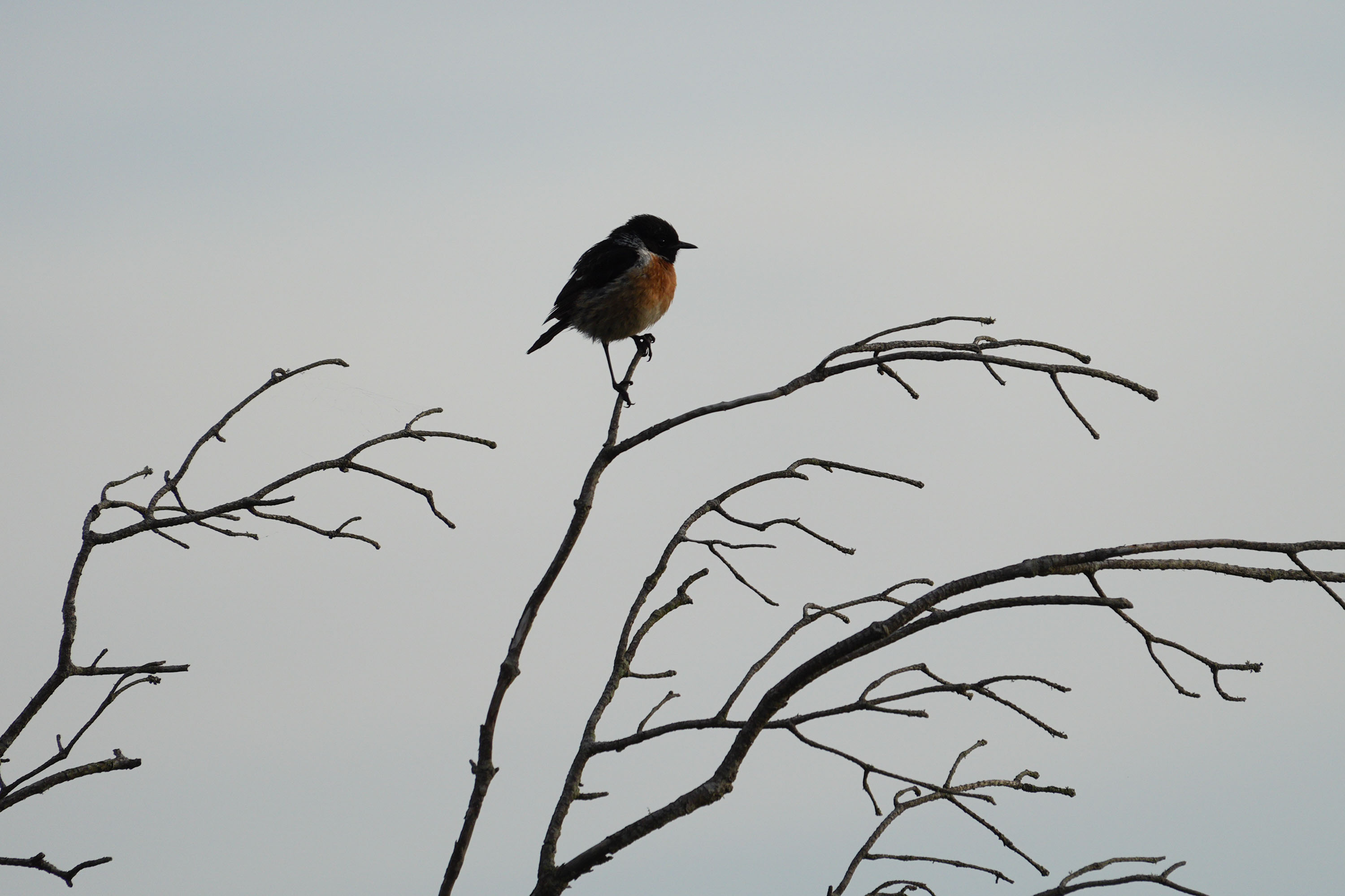 A stonechat perched on a branch in a nature reserve, photographed with a supertelephoto lens of a Sony camera