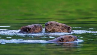 Beavers in a river