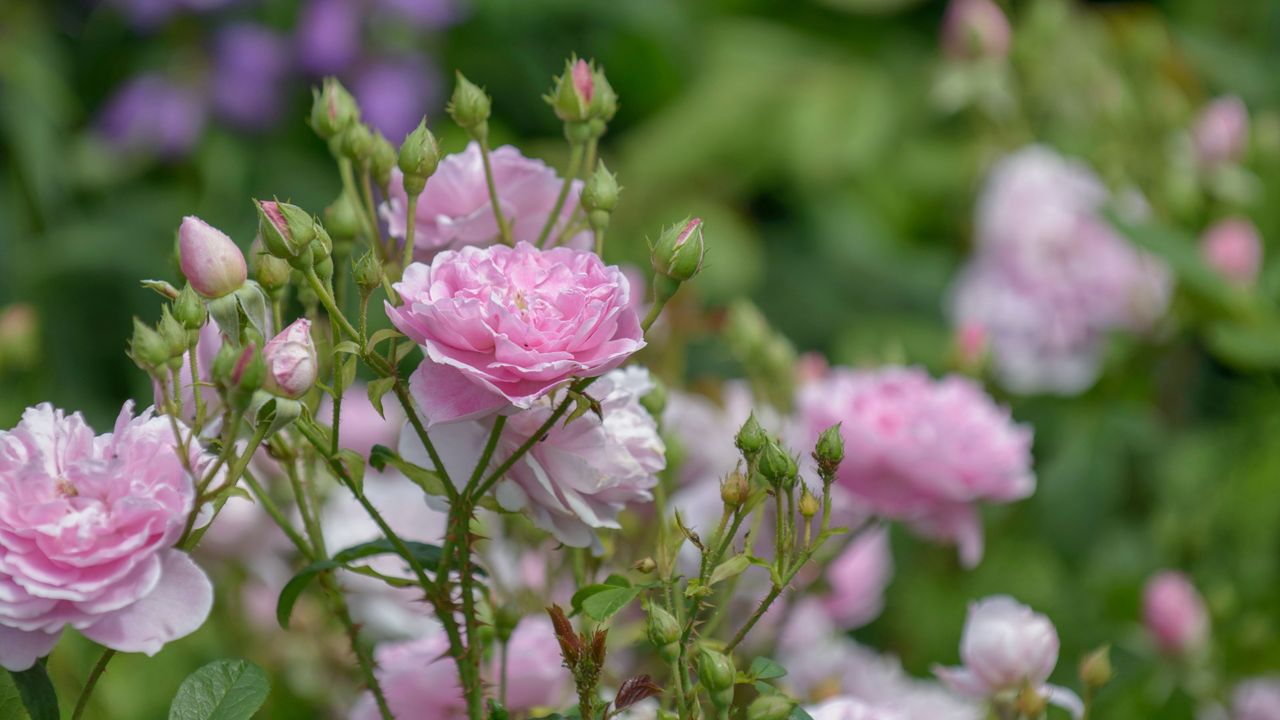 Closeup of pink roses growing on rose plant in garden