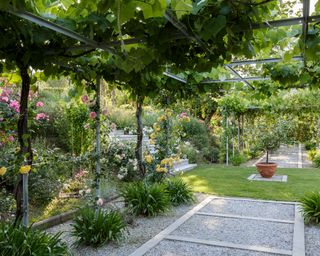 A shady spot in a garden with climbers and flower beds and a gravel path