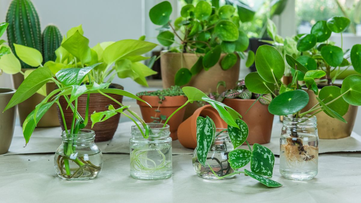 Large group of plant cuttings in glass vases