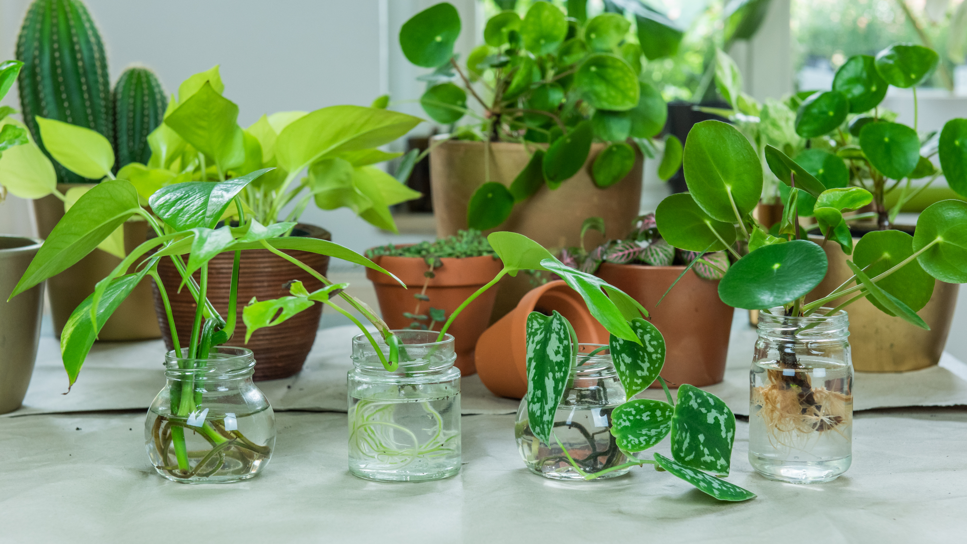 5 houseplants you can propagate easily – and how to do it | Tom's Guide