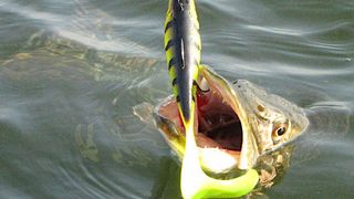 How to catch pike in spring - a pike being lured