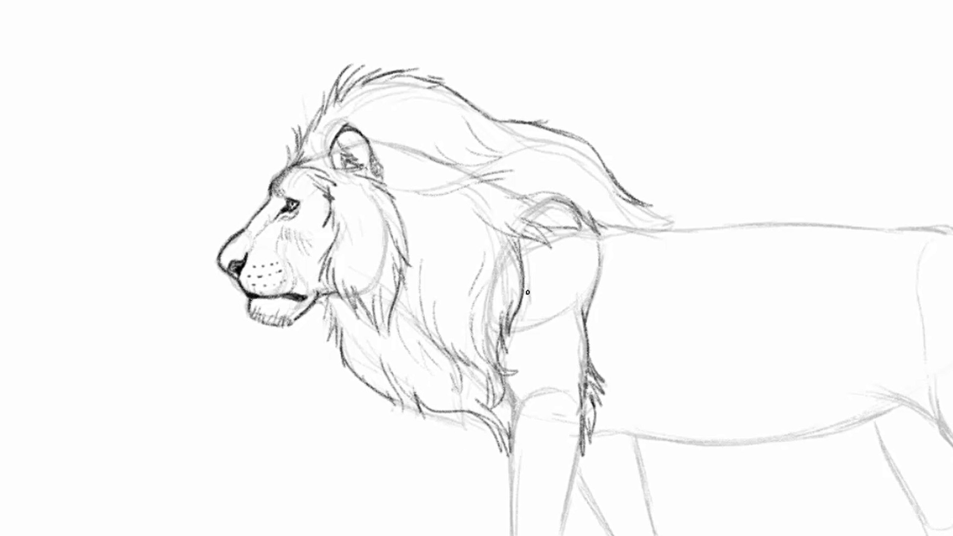 sketch of lion with detail in face