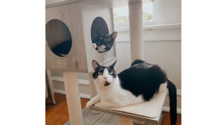 Diana's cats sitting on the Frisco 47.5-in Modern Cat Tree & Condo, one of the best cat trees