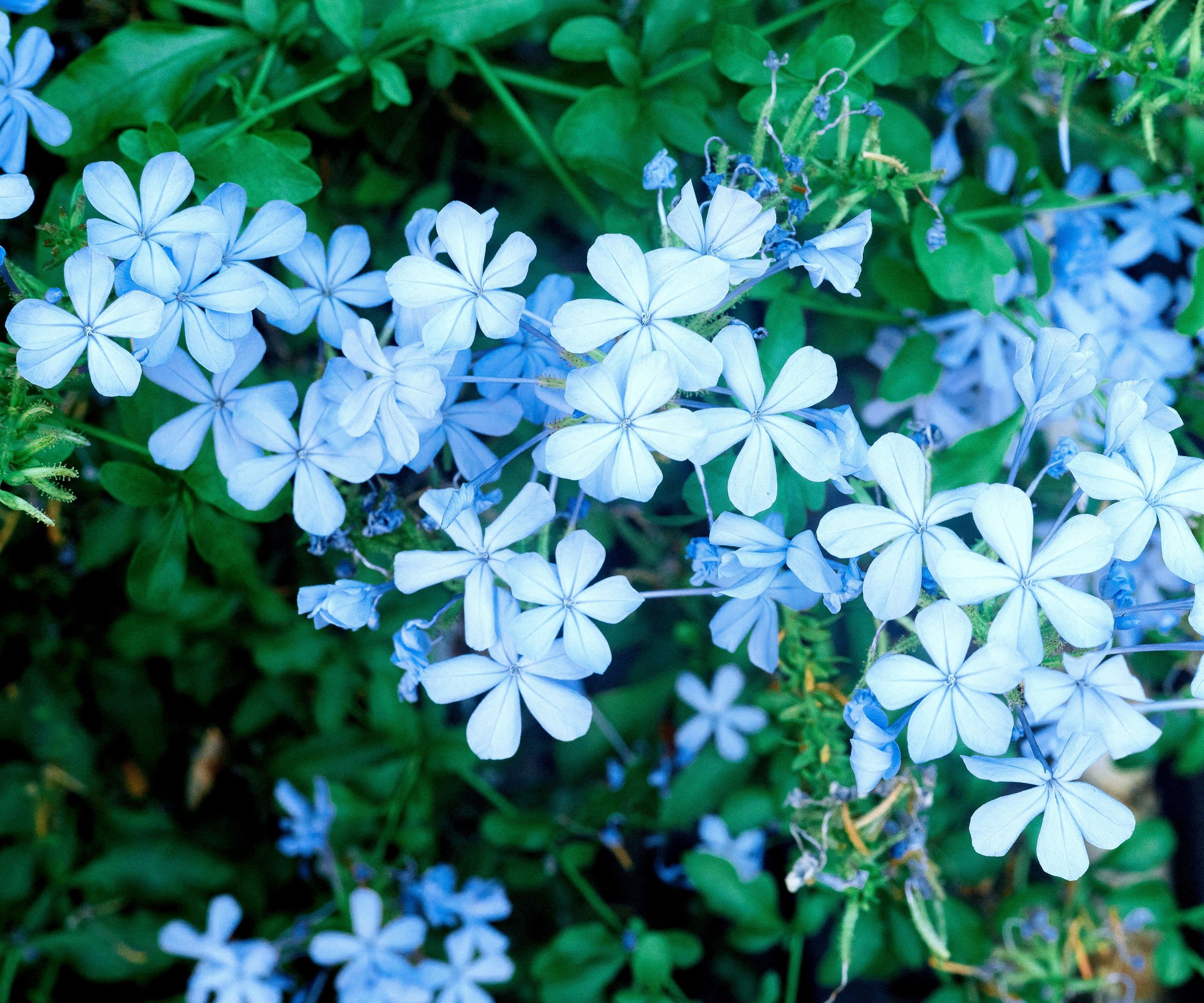 plumbago plant with pale blue flowers
