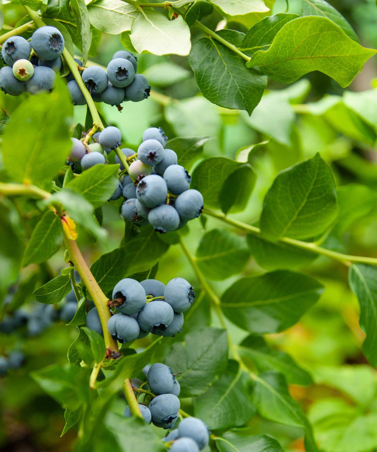 How to grow blueberries in pots expert tips for tasty fruit