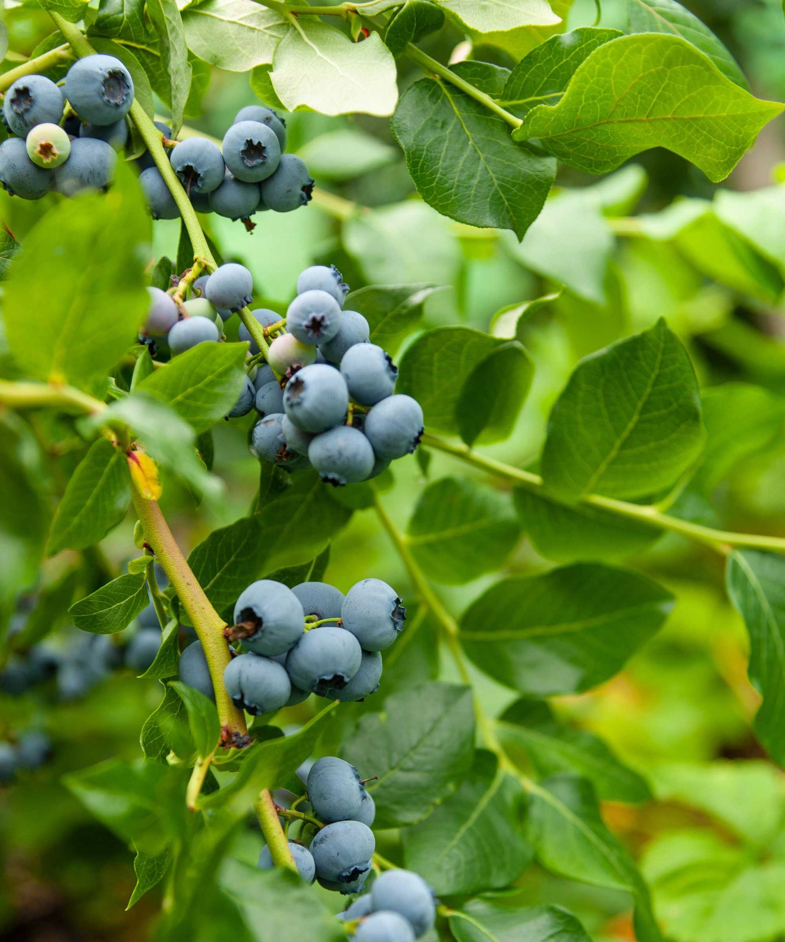 How to grow blueberries in pots expert tips for tasty fruit Homes