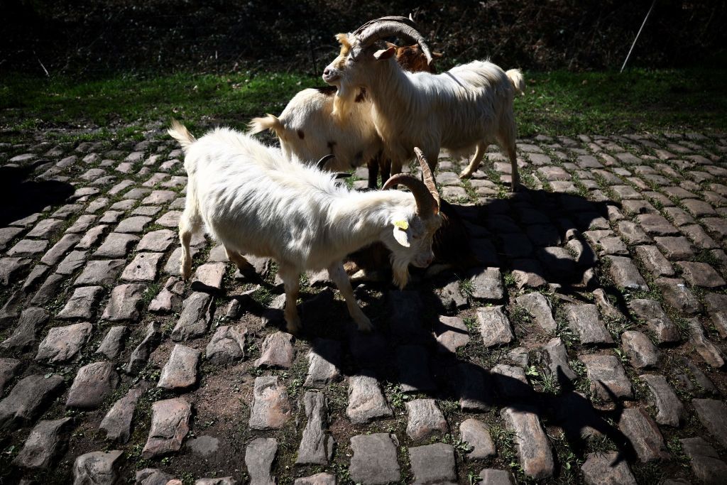 Goats are brought to graze the weed on a cobblestone sector of the ParisRoubaix cycling race at the Troue dArenberg near Arenberg on April 4 2023 ahead of this weekends women and men races Photo by AnneChristine POUJOULAT AFP Photo by ANNECHRISTINE POUJOULATAFP via Getty Images