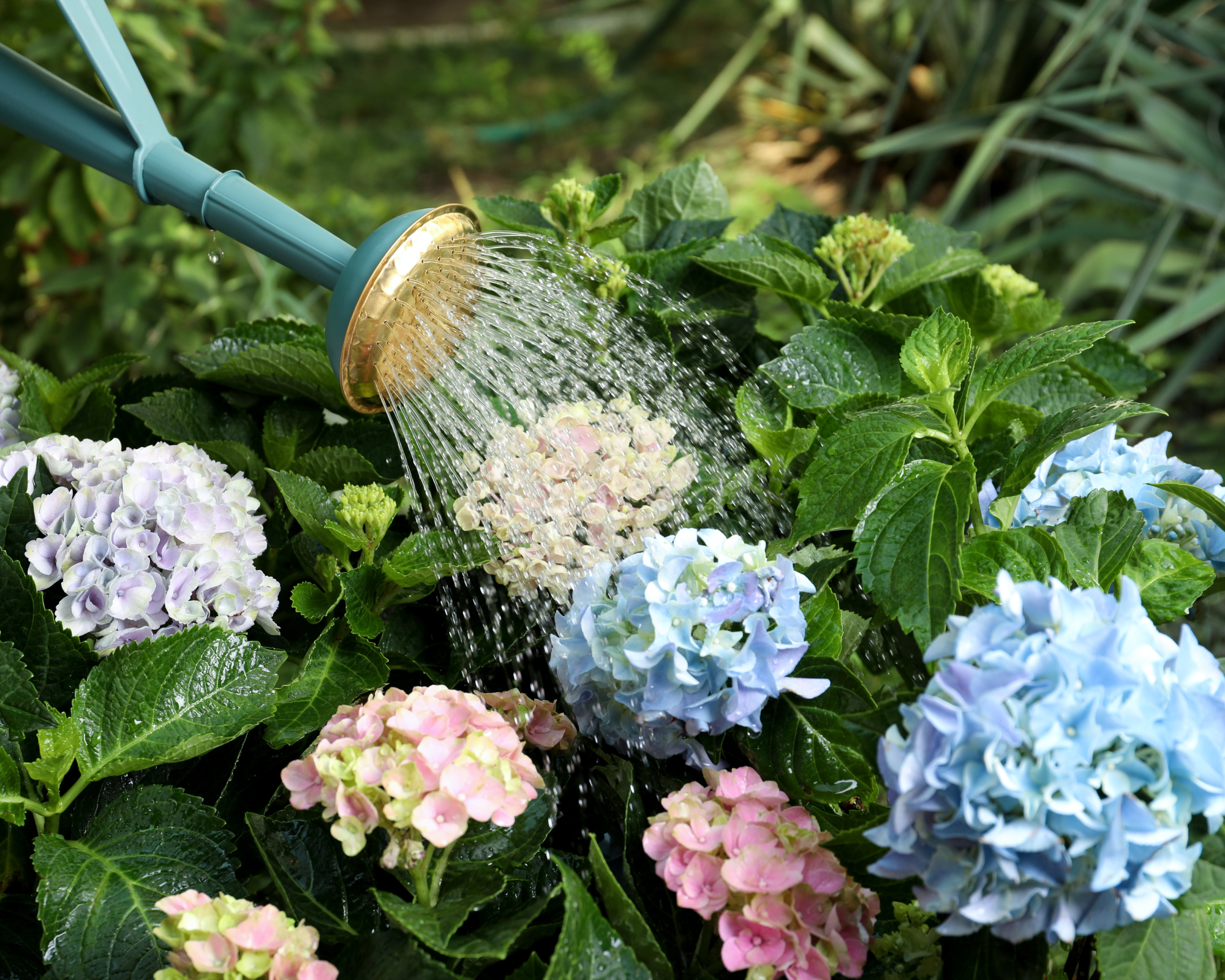 Watering can watering mophead hydrangea
