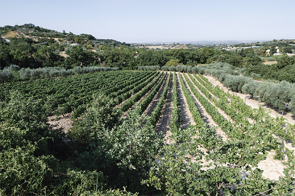 The-vineyards-of-Occhipinti-Credit-Simone-Aprile-Occhipinti.jpg