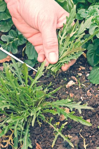 Monty Don's tips on growing rocket
