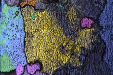 Mix of crustose lichens