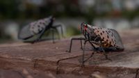 Closeup photo of a spotted lanternfly sitting still on a wooden table or bench. Its wings are tucked behind it and are brown with black spots. Its legs are solid black.