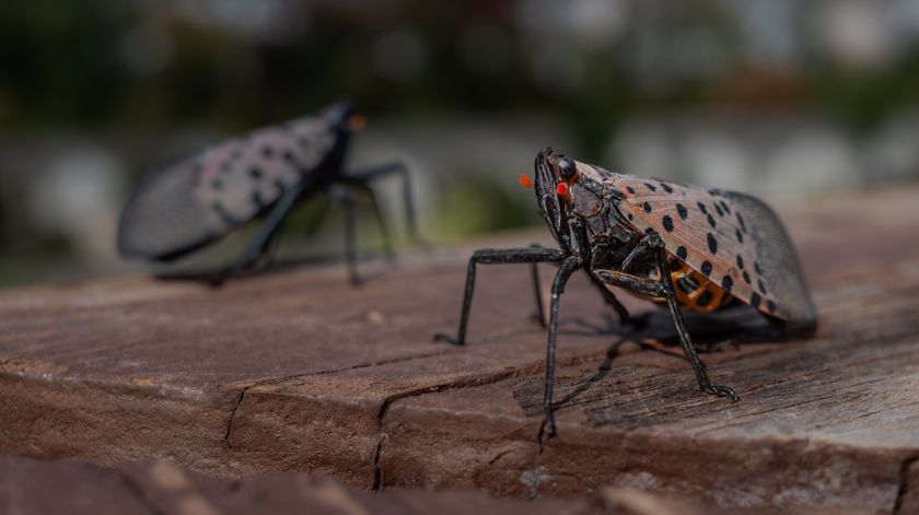 Closeup photo of a spotted lanternfly sitting still on a wooden table or bench. Its wings are tucked behind it and are brown with black spots. Its legs are solid black.