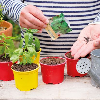 Gardener sows basil seeds into small pots