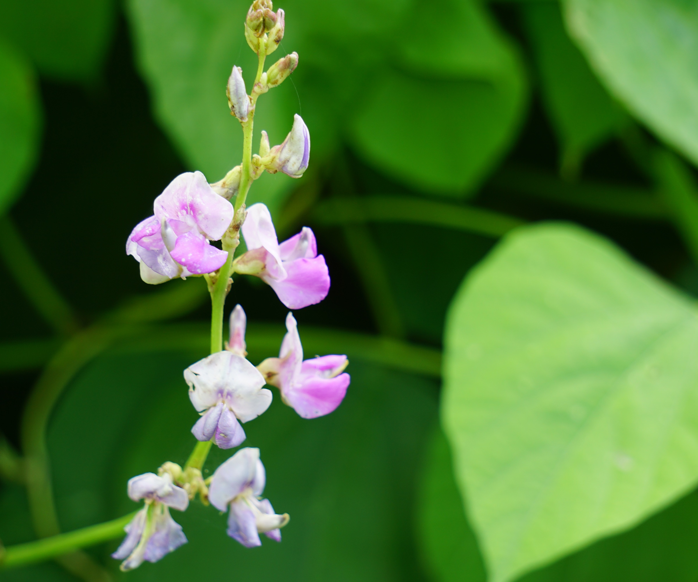 lablab purpureus, Hyacinth bean
