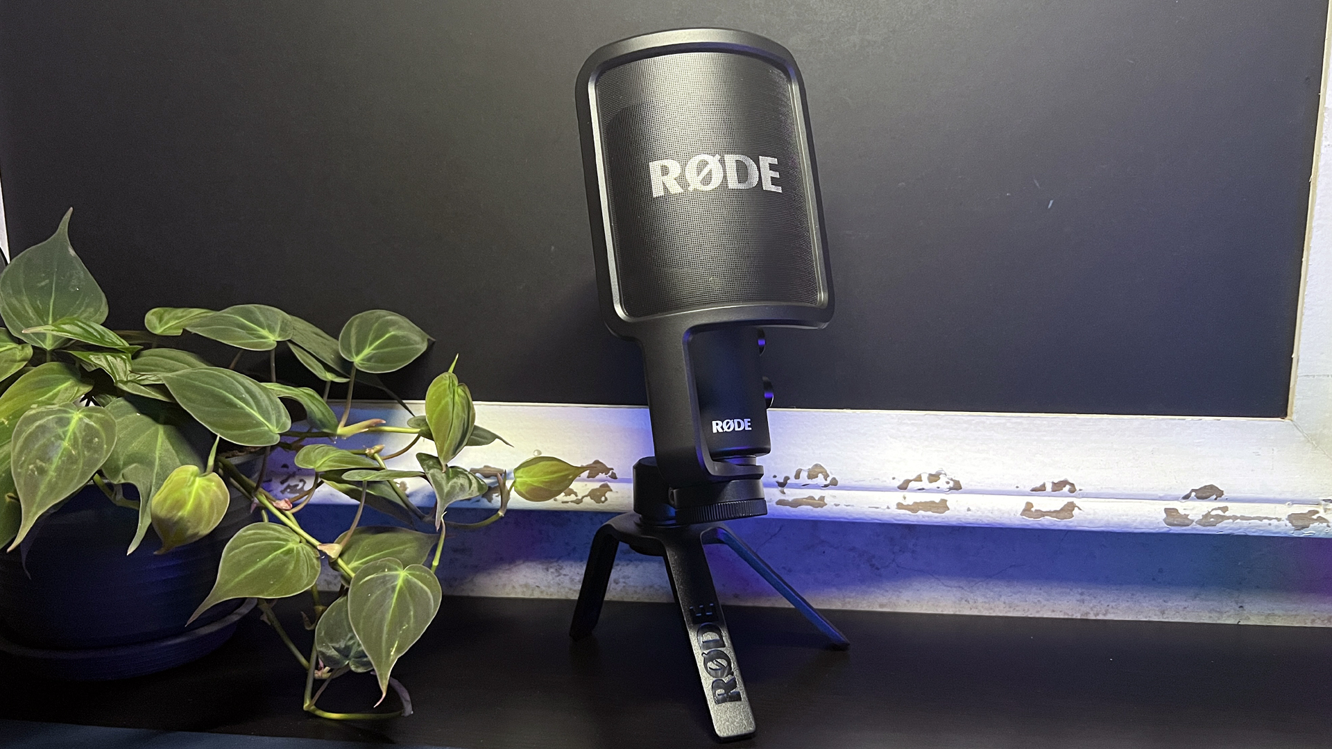 rode nt usb+ microphone on desk with plant