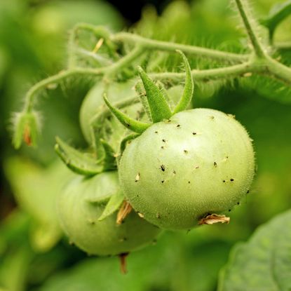 Aphids on unripe tomatoes